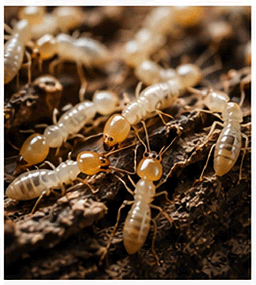 物业必看：桂林市荔浦市地下车库为何沦为蚊鼠重灾区？系统防制方案公布